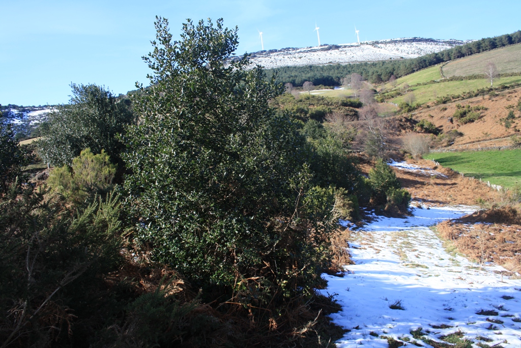 tala un centenar de acebos en el ensanche de la pista forestal en la zona del Monteo de Gíu, junto a la Sierra de San Isidro, concejo de Illano que carecía de la obligatoria autorización del Principado de Asturias tala un centenar de acebos en el ensanche de la pista forestal en la zona del Monteo de Gíu, junto a la Sierra de San Isidro, concejo de Illano que carecía de la obligatoria autorización del Principado de Asturias