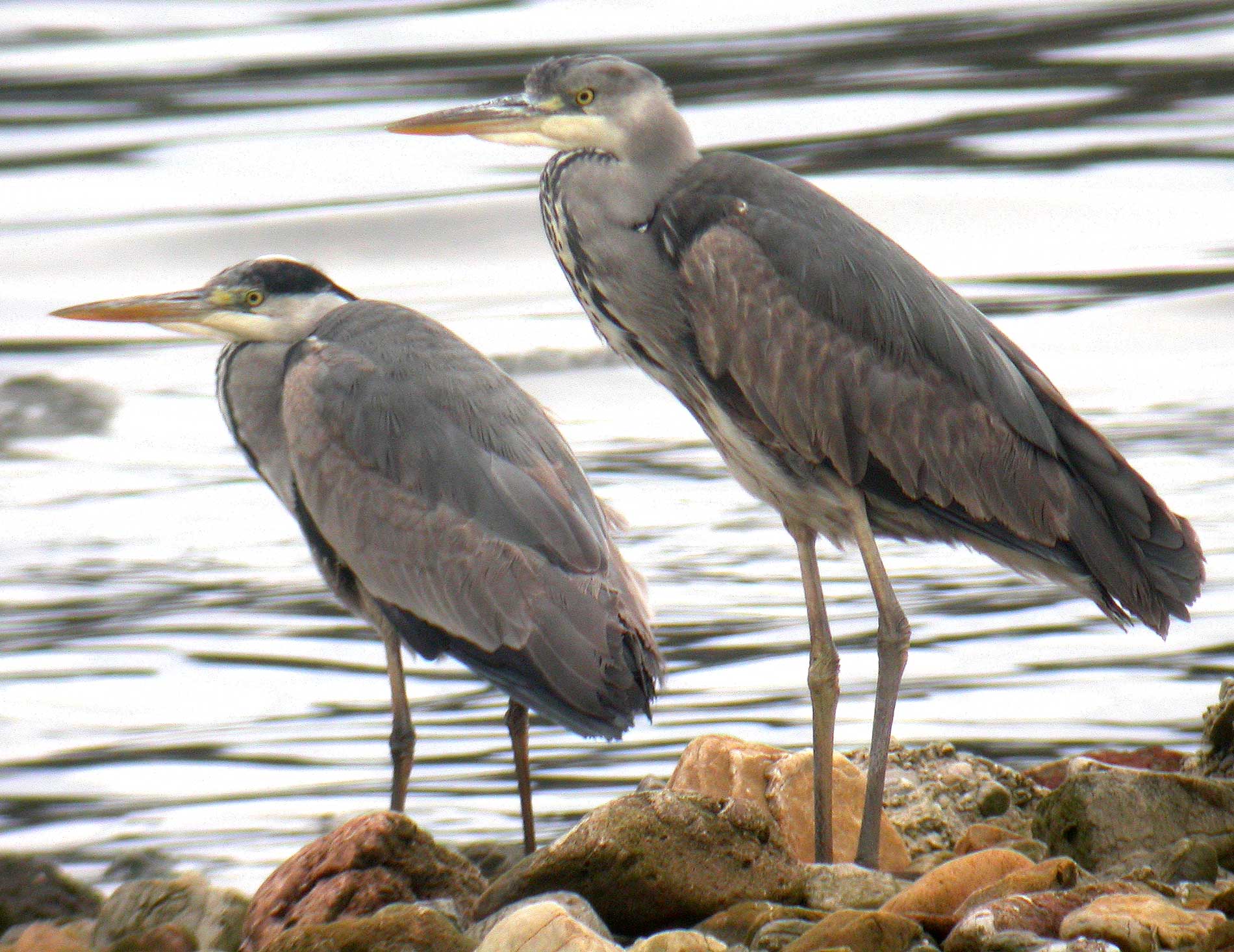 garzas reales
