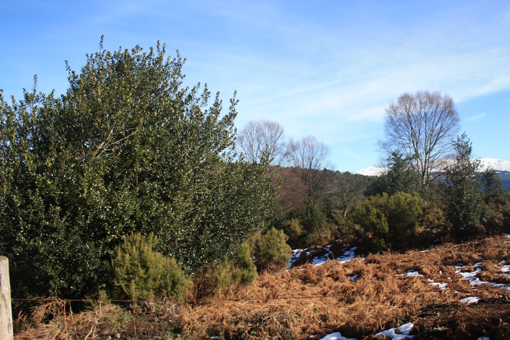 tala un centenar de acebos en el  ensanche de la pista forestal en la zona del Monteo de Gíu, junto a la Sierra de San Isidro, concejo de Illano que carecía de la obligatoria autorización del Principado de Asturias
