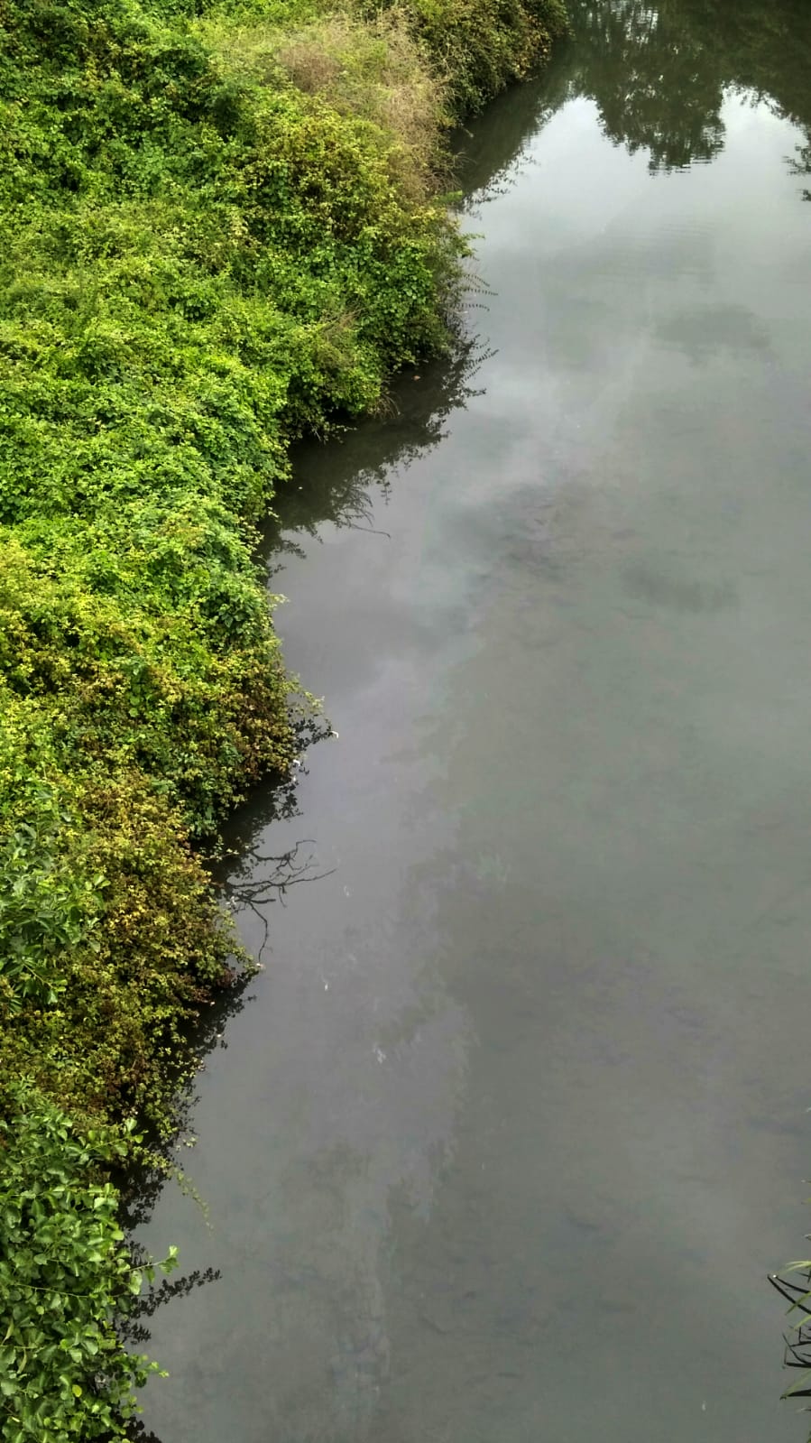 Vertidos rio Alvares en Corvera