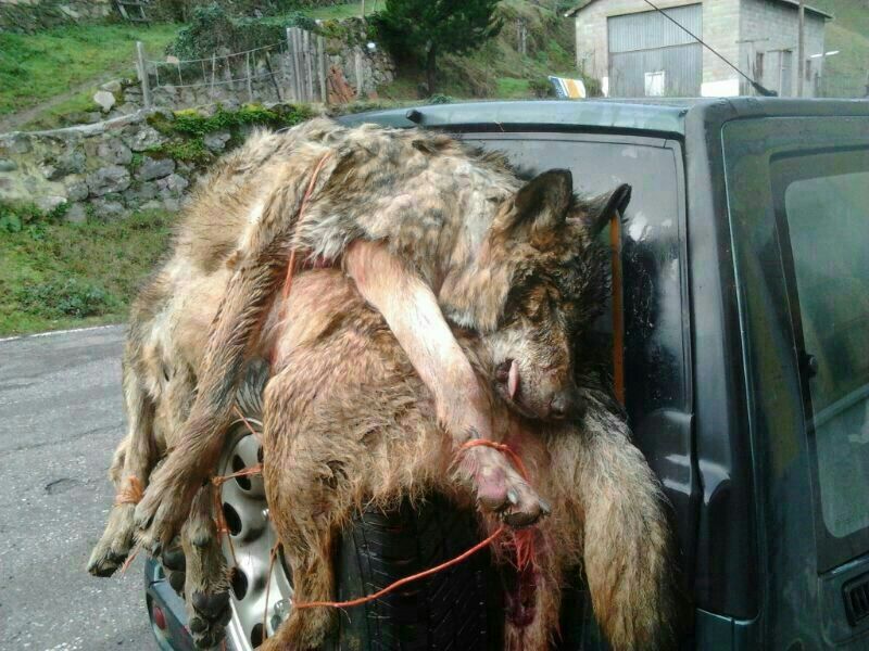Lobo muertos