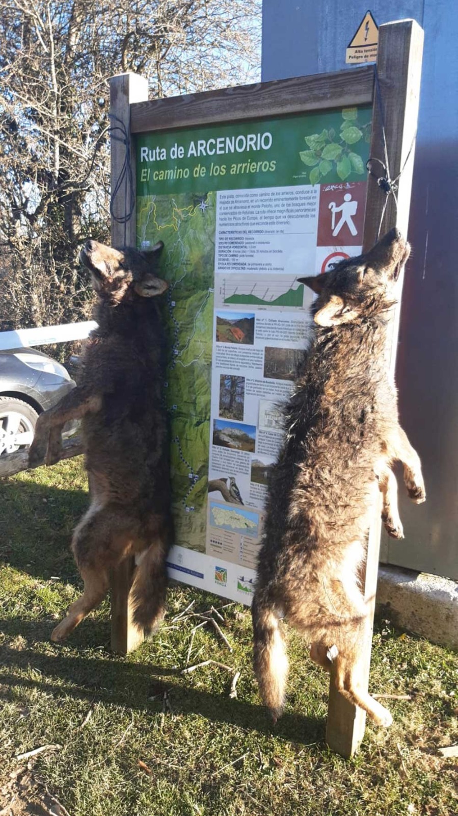 Lobos colgados