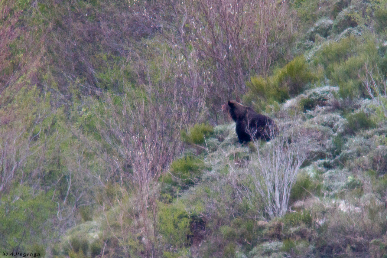 Oso paseo