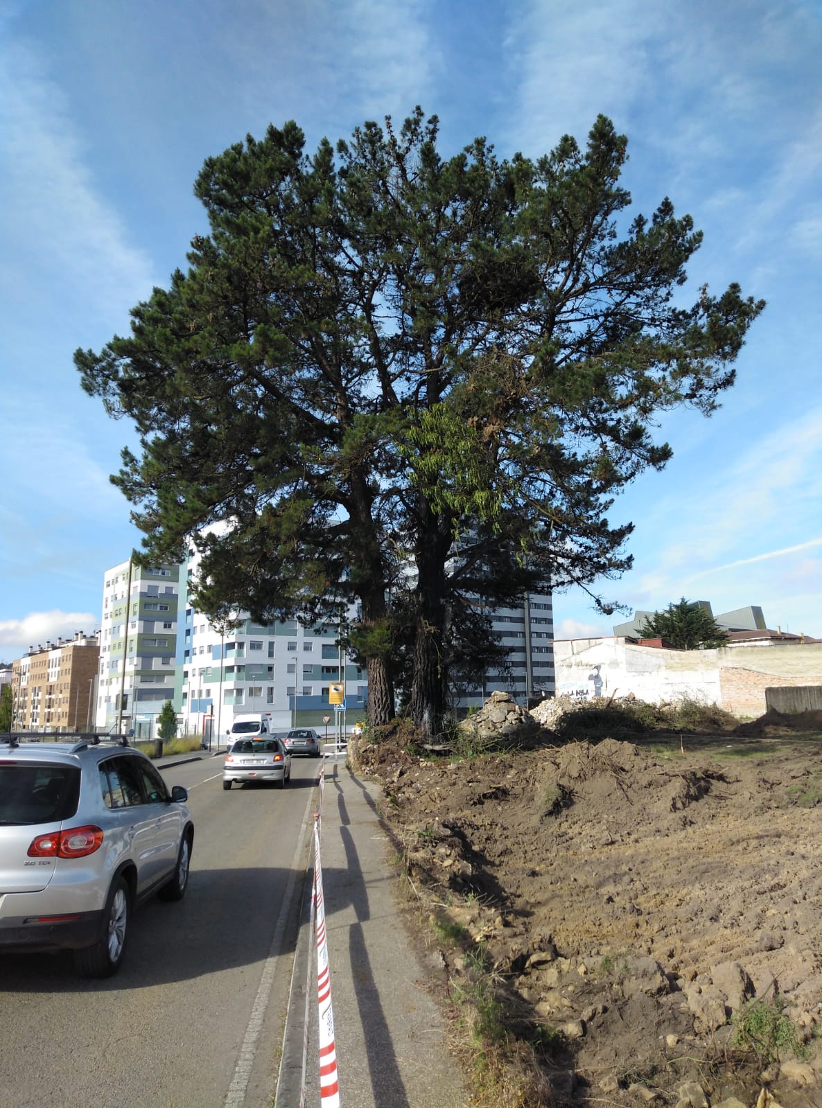 Pinos Pola Siero