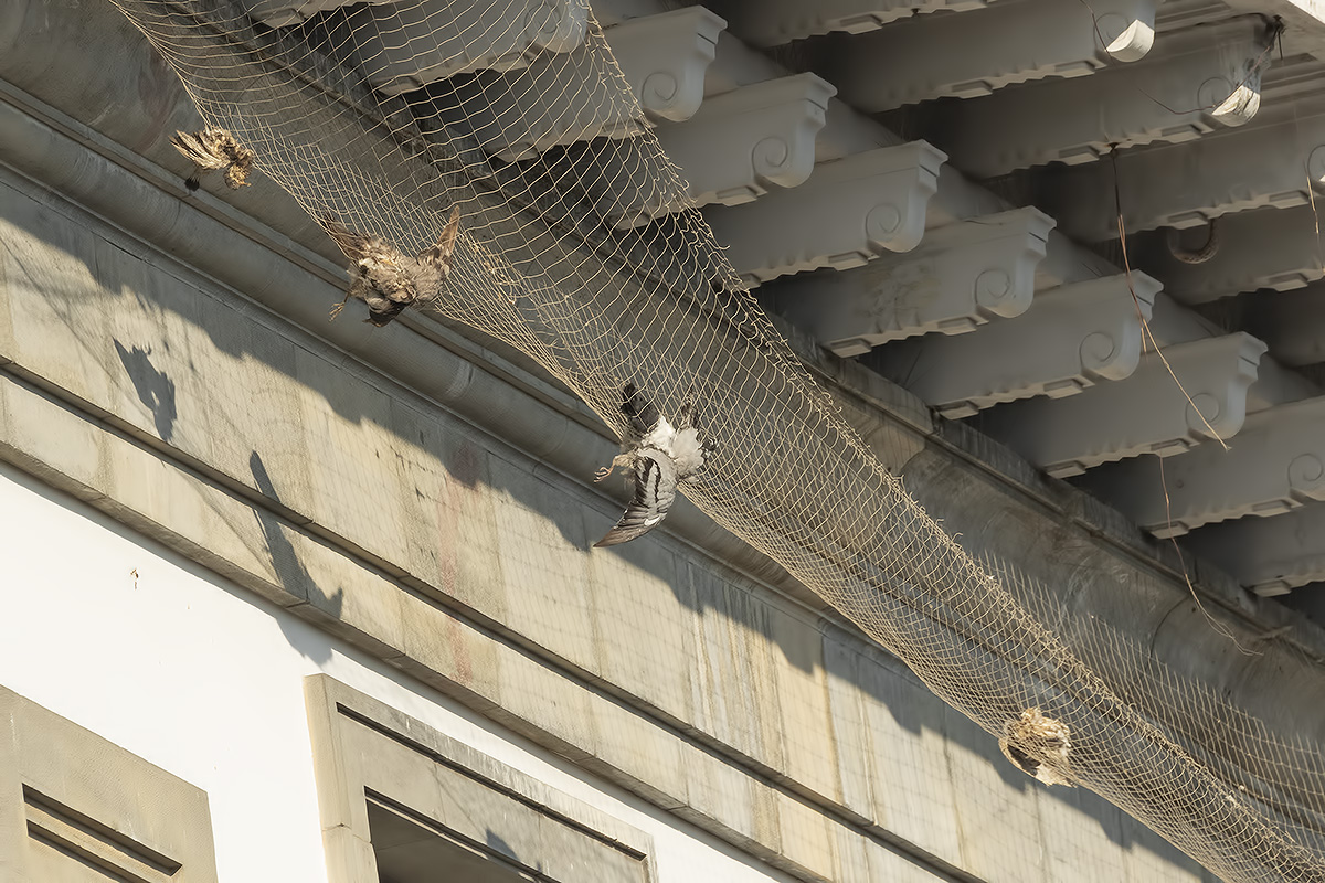 Redes Aves
