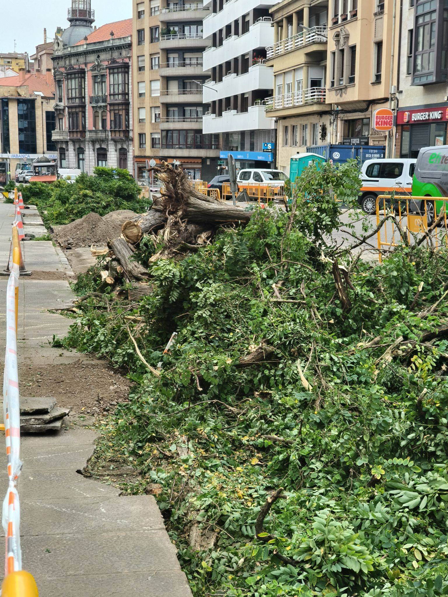Tala de acacias en Avilés