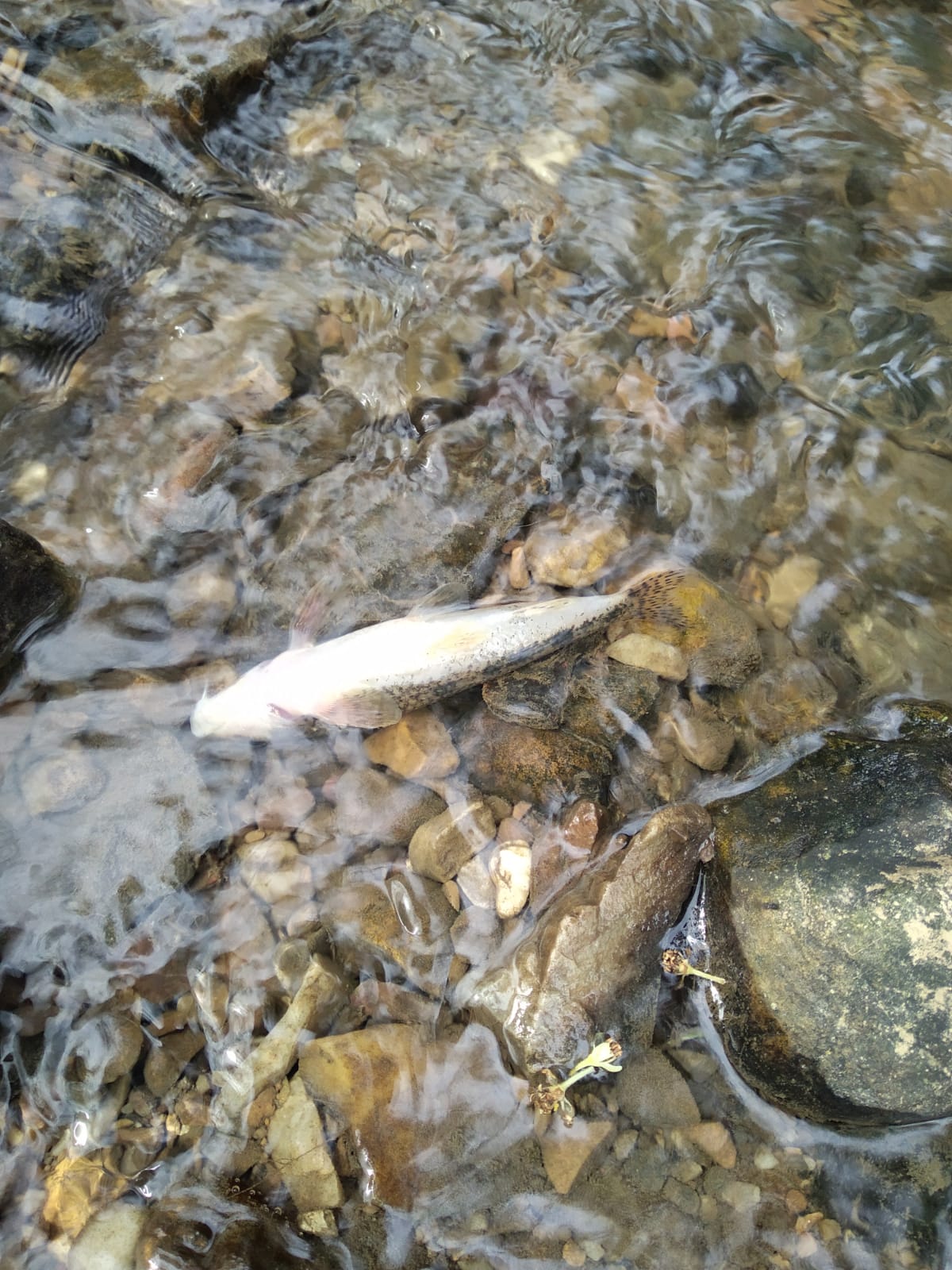 Trucha muerta por vertido en el río Aboño