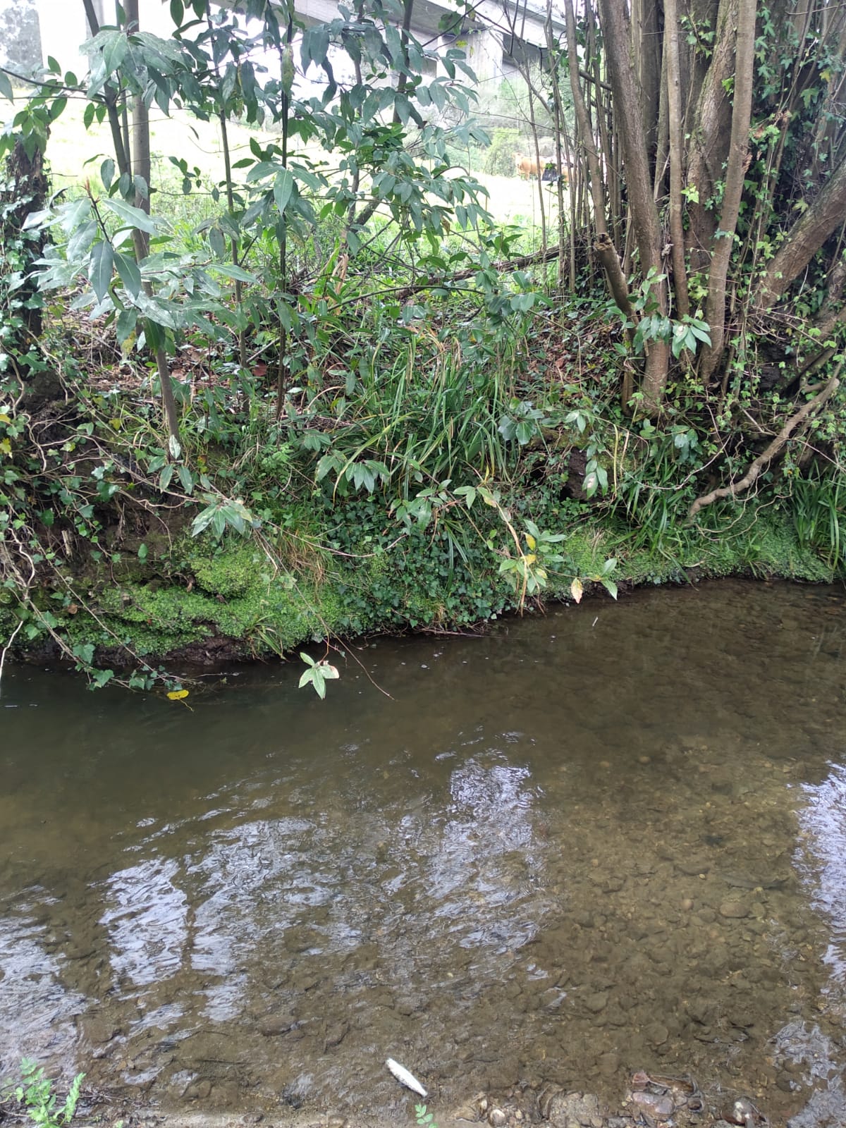 Trucha muerta por vertido en el río Aboño
