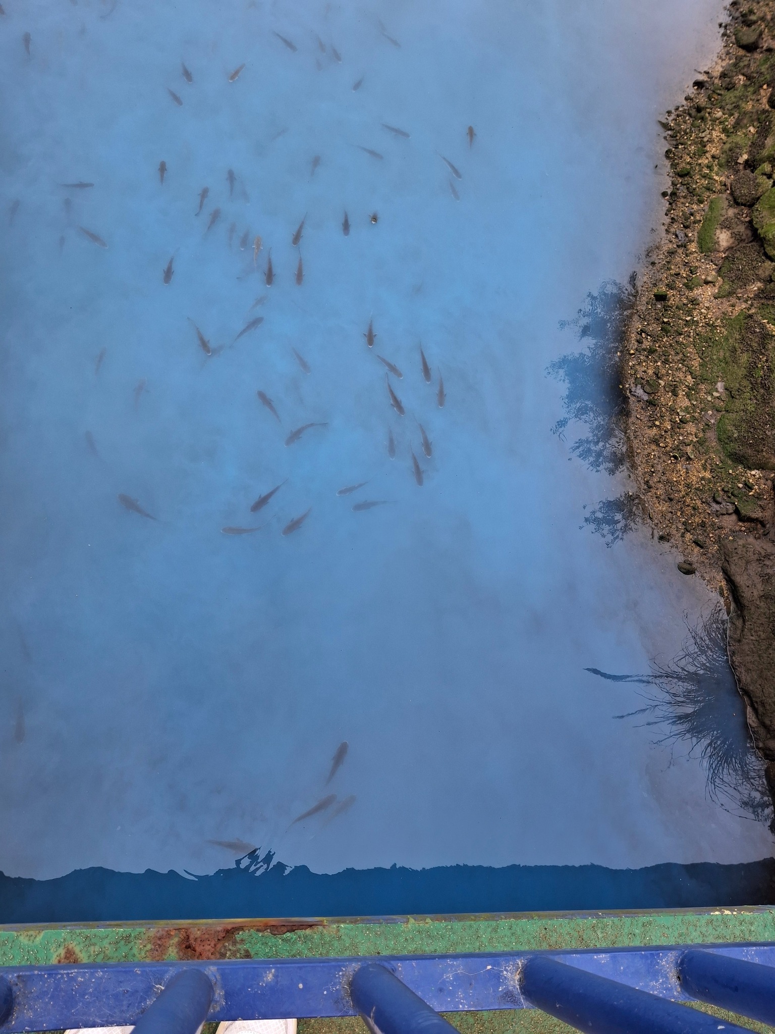 Vertido azul en la ría de Avilés